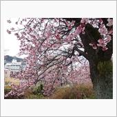熱海で梅と桜と(^^♪