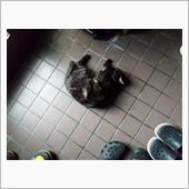 後輩猫のタケトラくん、何故玄 ...