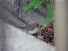 やっと撮れた。今季ね。 やっと撮れた。今季ね。