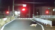 きつね居た！群馬高崎。高速道路！