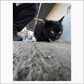 ネコに染まる