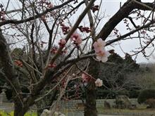 梅は咲いたか～桜はまだかいな!