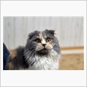 キジトラウンさんと猫カフェの ...