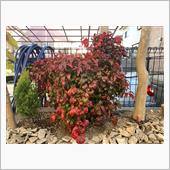 Red plants
