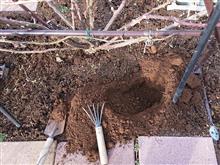 地植えバラに寒肥 地植えバラに寒肥