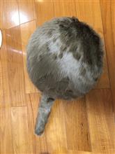バレンタインに猫？