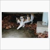 &#39;22 野良猫日記 其の二十四