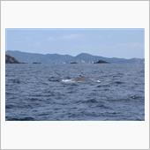 慶良間諸島で遊ぶ（その２：ホ ...