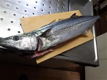 サゴシ釣り　少し大きいのが釣れた！