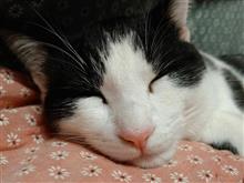 猫はこたつで丸くなる♬