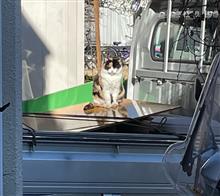 猫が居ると作業効率的は落ちます。