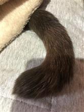 我が老猫の現状