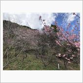 近所の公園の山桜