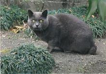 今日は「スーパー猫の日」って言うらしい