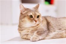 【買取事例紹介】今日はスーパー猫の日♪ 【買取事例紹介】今日はスーパー猫の日♪