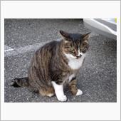 猫の日。