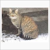 2月22日はにゃんにゃんにゃ ...