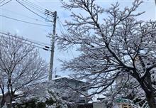 積雪の喜び