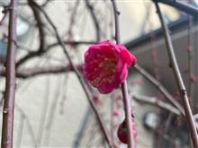 梅の開花！