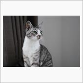 猫の日