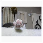 ニャンニャニャ ニャニャニャ ...