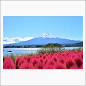 コキアと富士山　2021.1 ...