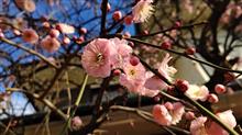春めいて、美容院でついおしゃべりを