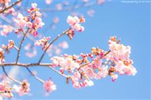 河津じゃないけど河津桜咲きはじめまた。