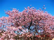 河津桜を見にドライブ