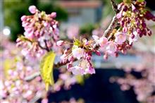 週末日記94 ~ 洗車時々トレッキング。今年もこのパターンか? ~ 週末日記94 ~ 洗車時々トレッキング。今年もこのパターンか? ~