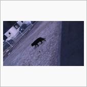 今日見つけた猫