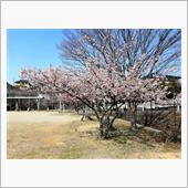 河津桜が咲く公園へ(･∀･)