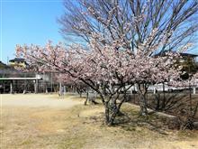 河津桜が咲く公園へ(･∀･)