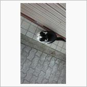 今朝のにゃんこ 22.03. ...
