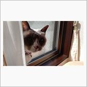 日向ぼっこ♪      #猫 ...