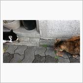 午後のにゃんこ 22.03. ...
