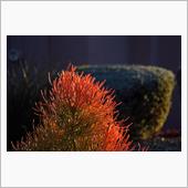 まるで珊瑚の様な植物