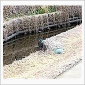カワセミがいた♪