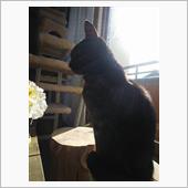 ニャニャ〜ニャニャ ニャニャ ...