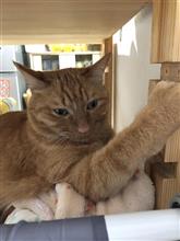 多忙につき・゜・(つД｀)・゜・
