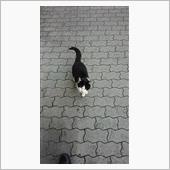 今朝のにゃんこ 22.03. ...