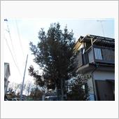 伐採・・・・・