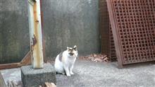 &#39;22 野良猫日記 其の三十二