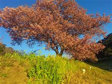 河津桜と金目鯛～