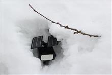 雪が融けてきた