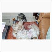      #犬 #ハッピー  ...