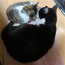 コロナワクチン、こんな症状が出たら病院へ！