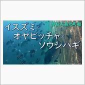 【伊豆大島】イスズミとオヤビ ...