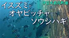【伊豆大島】イスズミとオヤビッチャとソウシハギ【元町港】何もいない海にオキアミ撒いたら【水中撮影】健啖隊ネット隊員 y.katsu
