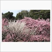 2022/3/5　白野江植物 ...